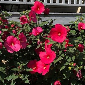 Meet your Posher, Janet